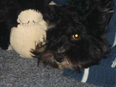 Bacco Balu